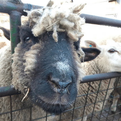 One of the sheep at Surrey Docks Farm -Blog from Messagemaker Displays